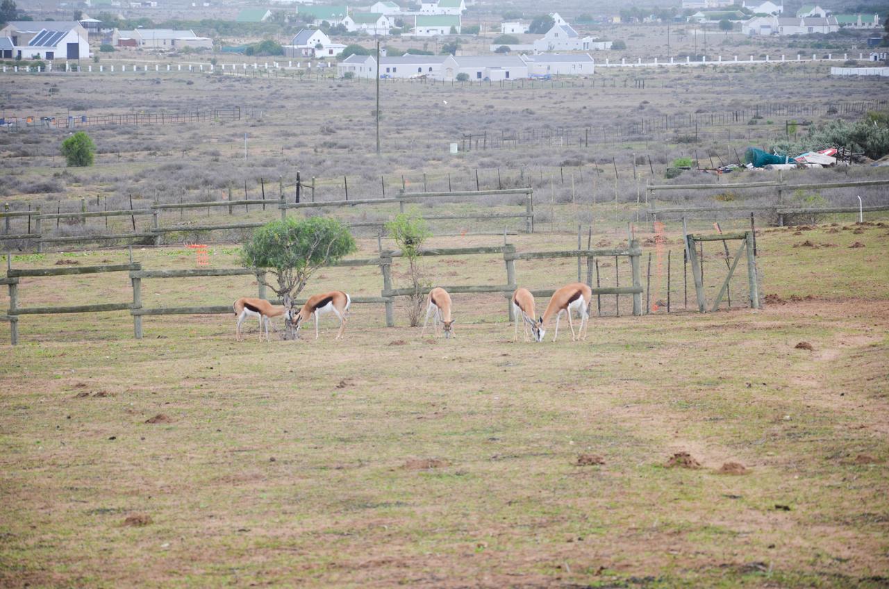 The Stables Accommodation Langebaan Exterior foto